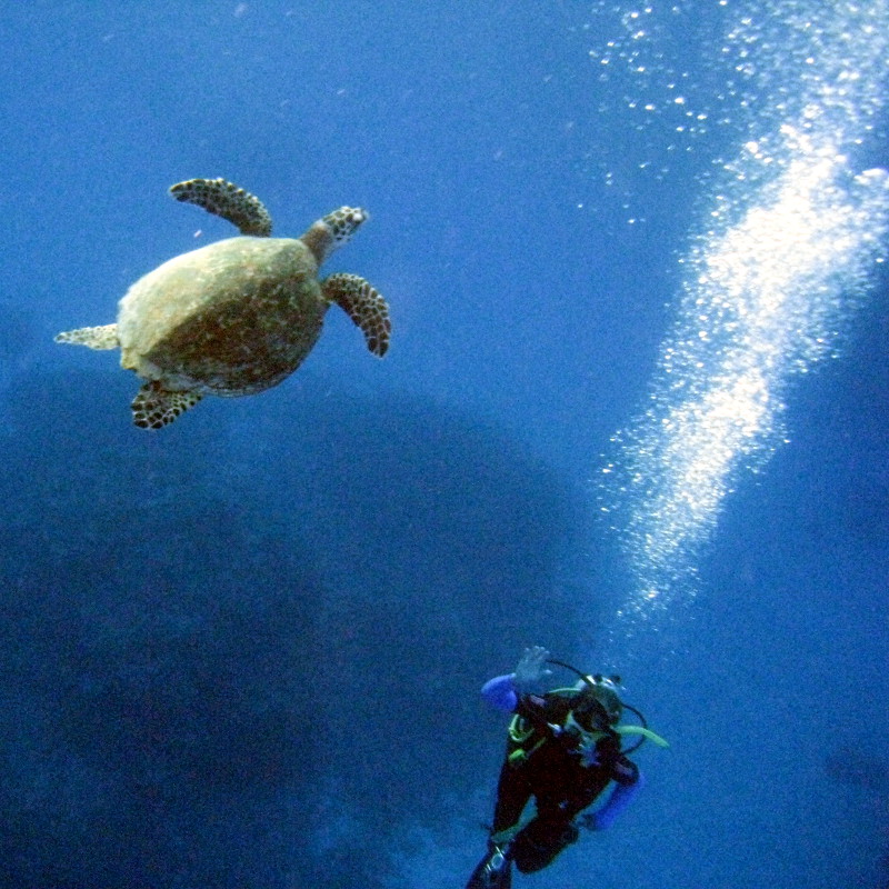 Great Barrier Reef